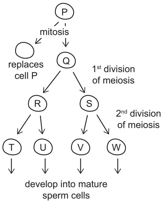 Exam diagram
