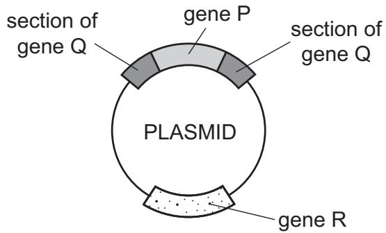 Exam diagram
