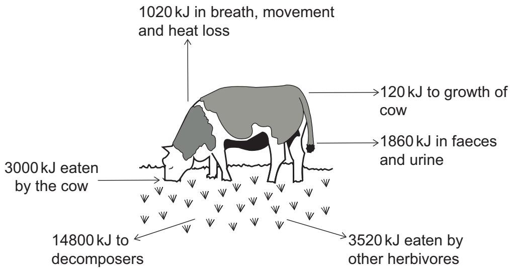 Exam diagram