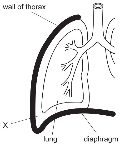 Exam diagram