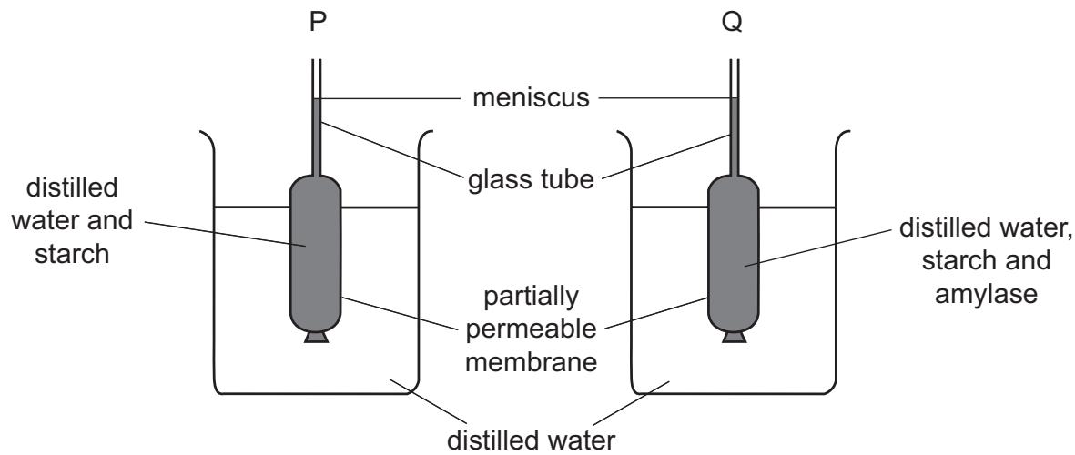 Exam diagram