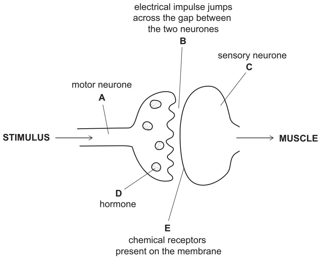 Exam diagram