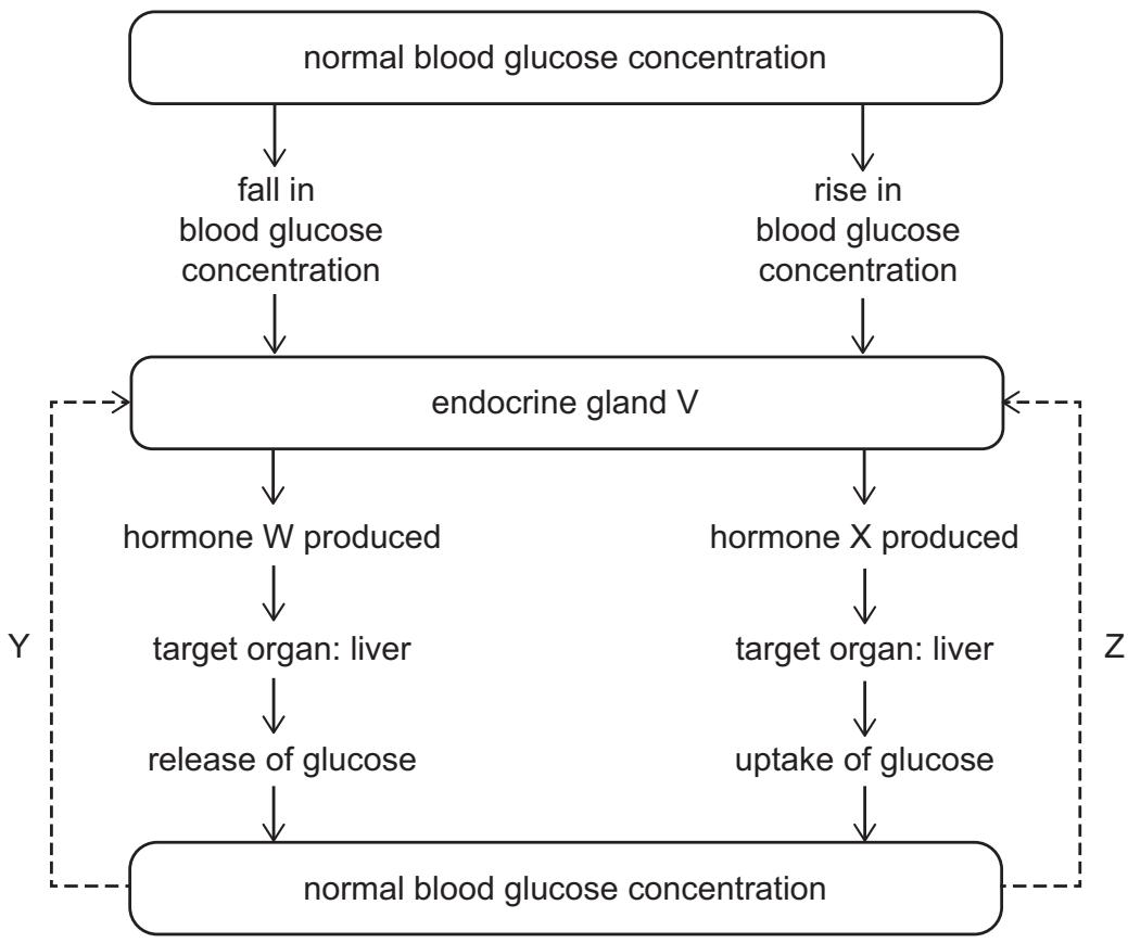 Exam diagram
