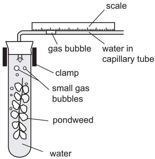 Exam diagram