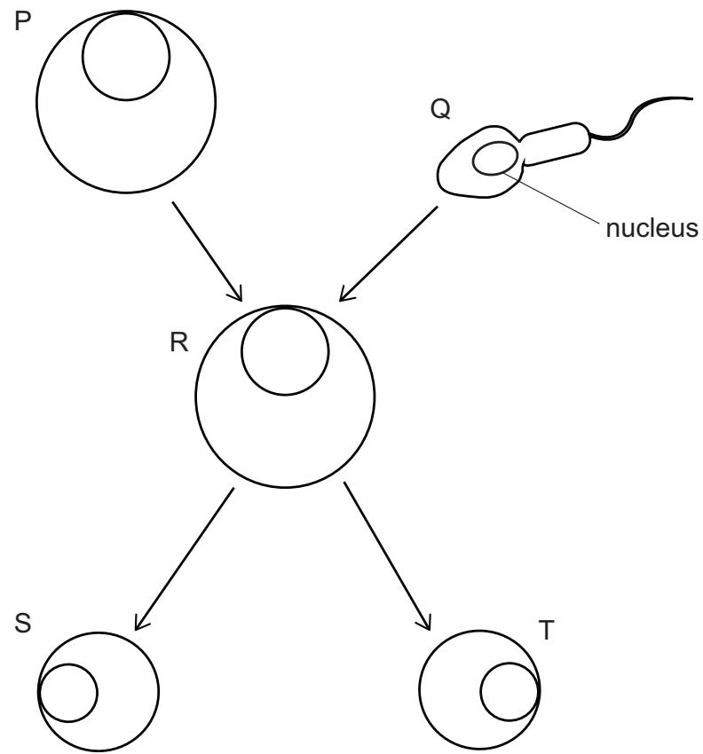 Exam diagram