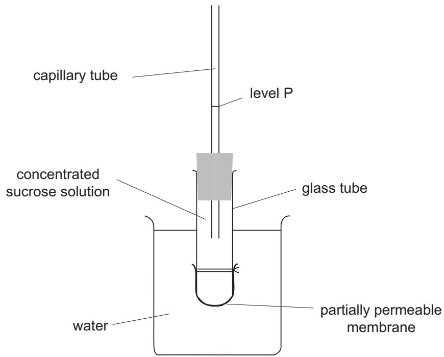 Exam diagram