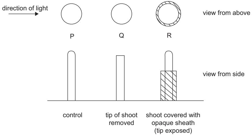 Exam diagram