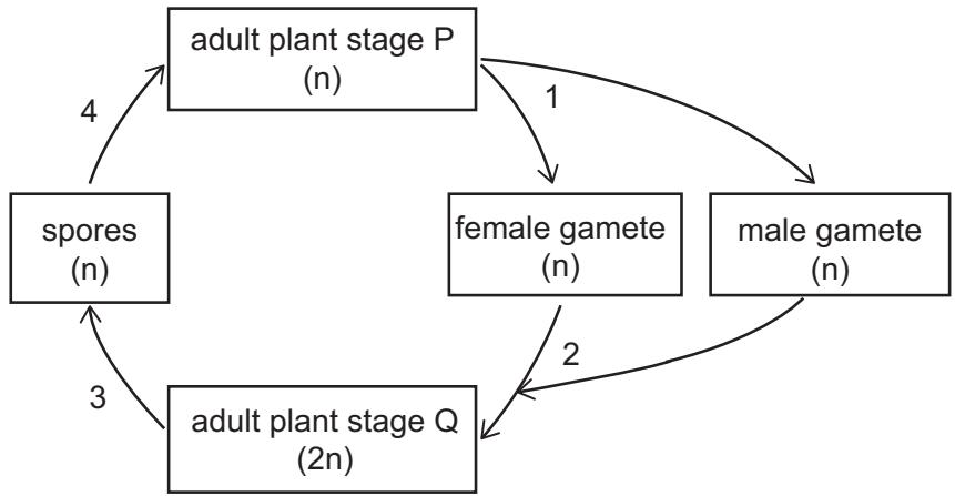 Exam diagram