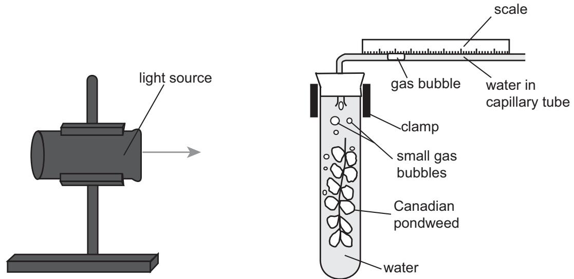 Exam diagram