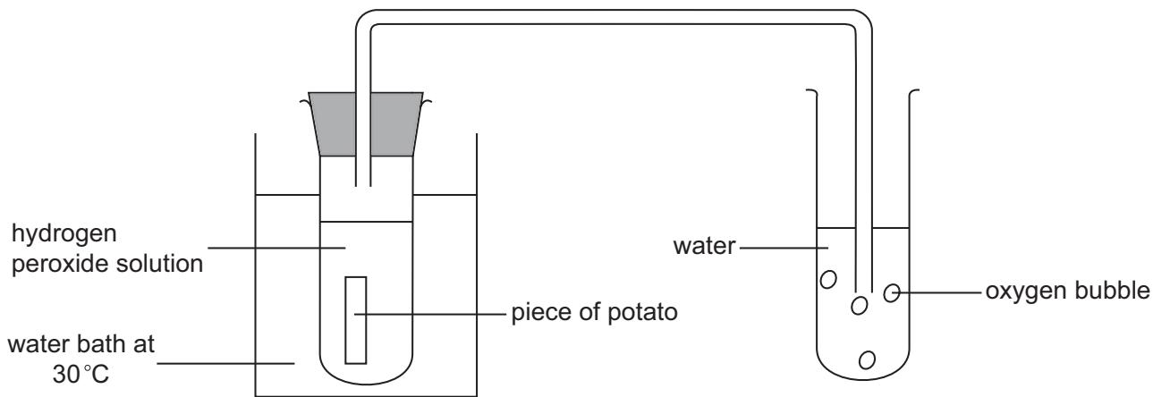 Exam diagram