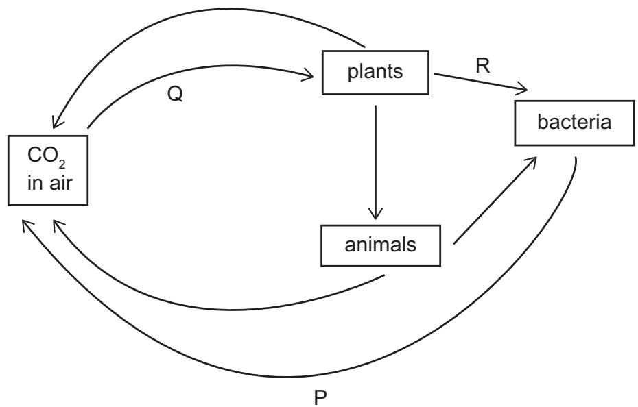 Exam diagram