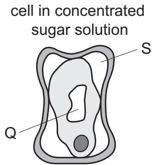 Exam diagram