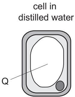 Exam diagram