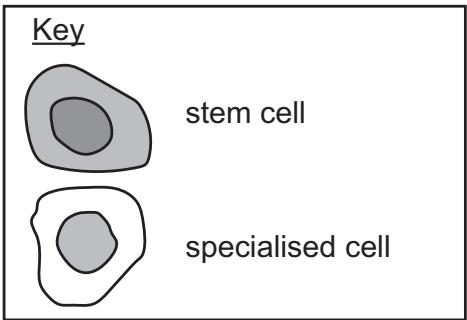 Exam diagram