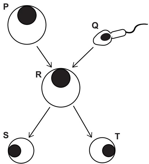 Exam diagram