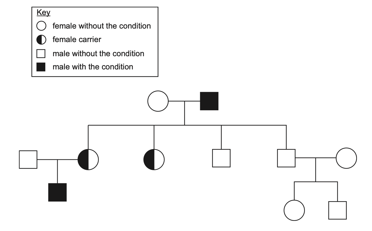 Exam diagram