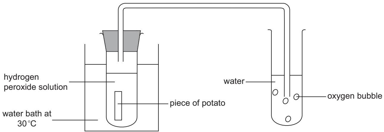 Exam diagram