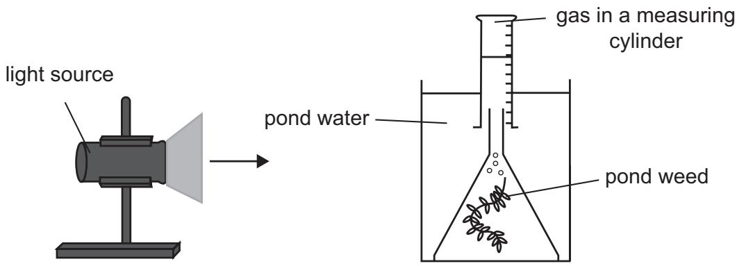 Exam diagram
