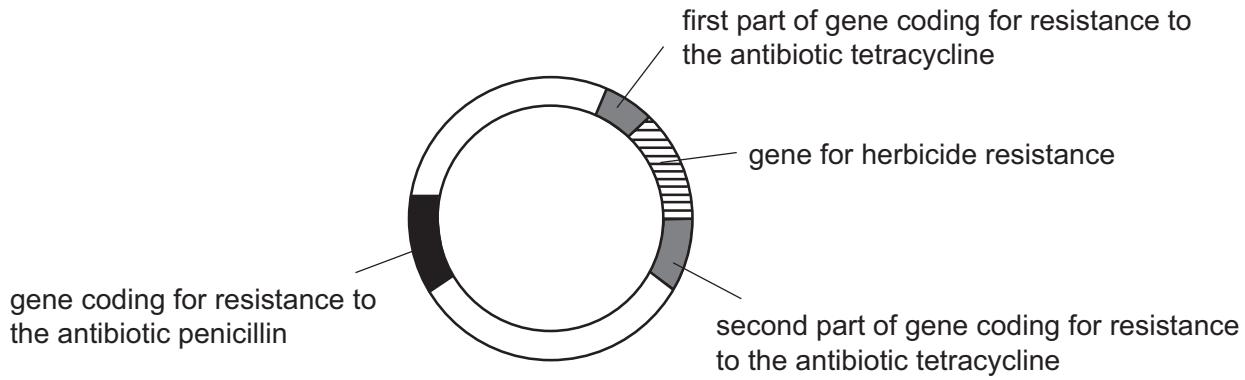 Exam diagram