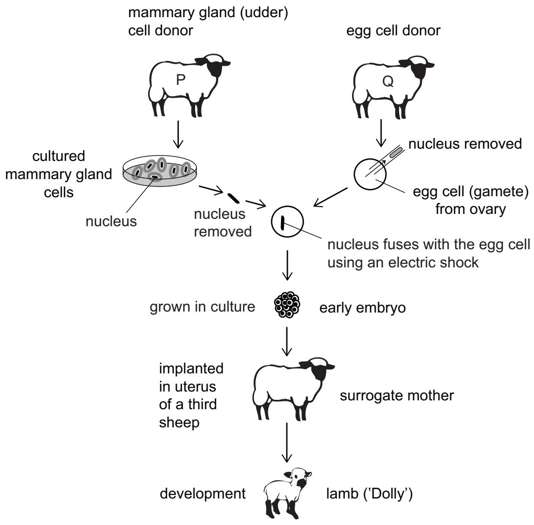 Exam diagram