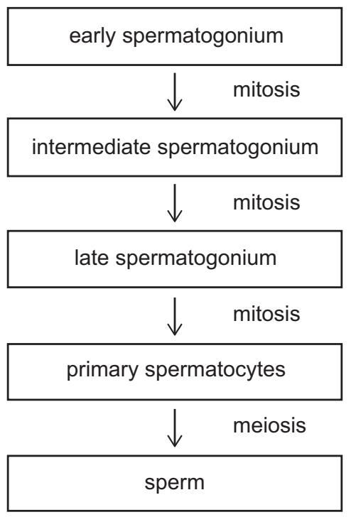 Exam diagram