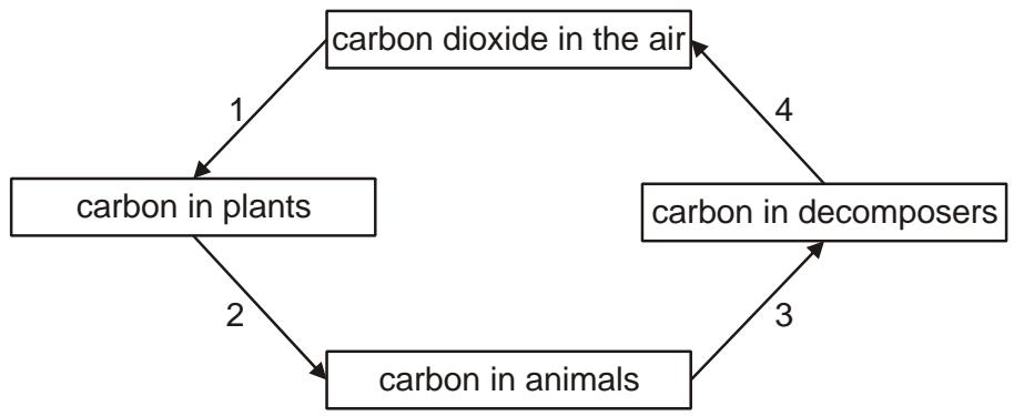 Exam diagram