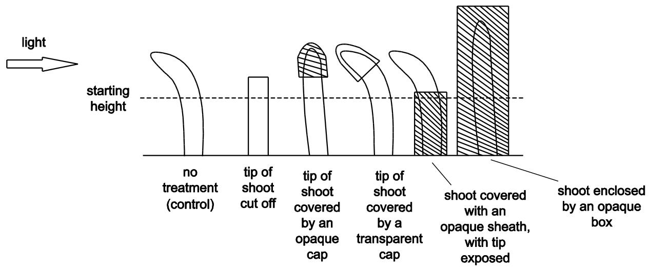 Exam diagram