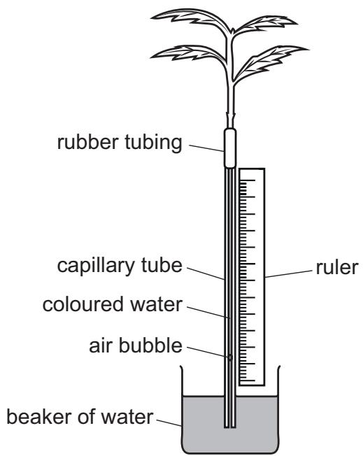 Exam diagram