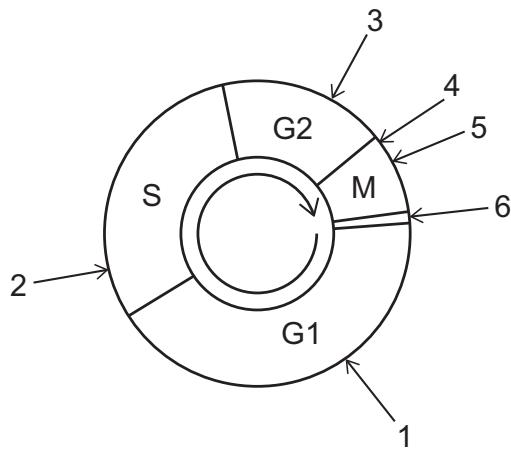 Exam diagram