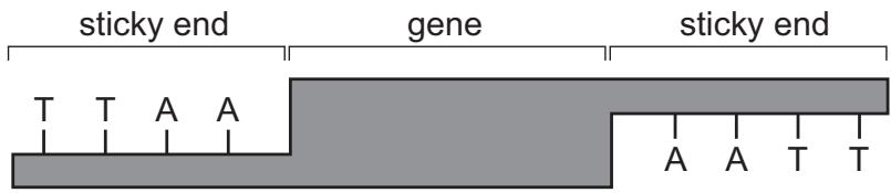 Exam diagram