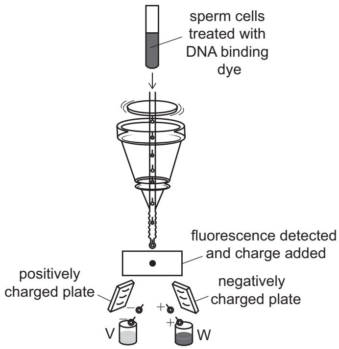 Exam diagram